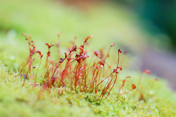 Shallow focus of red moss spores on blurred background