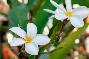 Close up of Plumeria flowers. Botanical photography. It is considered a symbol of immortality and put it next to the Buddhist temple