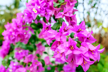 Fragrant pink Bougainvillea spectabilis flower with blurred evening background. Botanical photography.