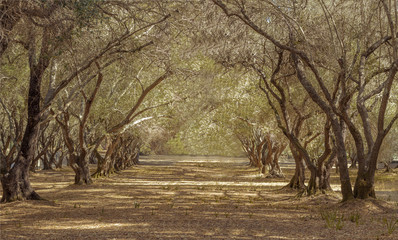 olive trees