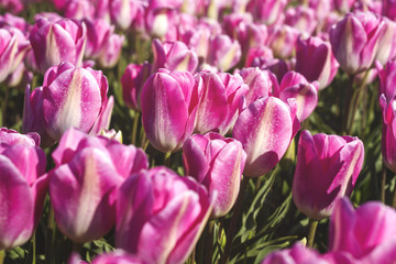 pink tulips