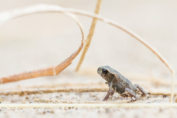Tiny frog on sand