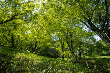 新緑の森