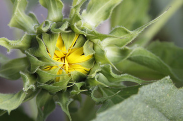 Close up of Unopened Sunflower