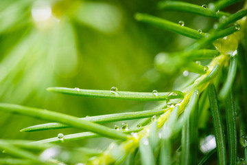 Pine tree with morning dew