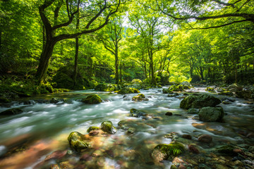 新緑の小田深山（愛媛県喜多郡内子町）