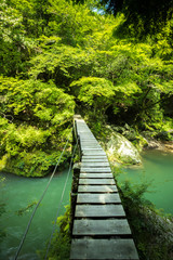 Fototapeta premium 新緑の小田深山渓谷と橋（愛媛県喜多郡内子町）