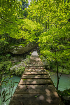 新緑の小田深山渓谷と橋（愛媛県喜多郡内子町） © Yoshinori Okada