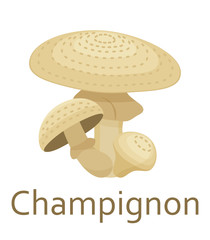 Edible mushrooms flat icon. Champignon. Vector illustration.