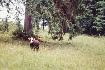 Young calf in the pasture
