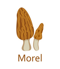 Edible mushrooms flat icon. Morel. Vector illustration.