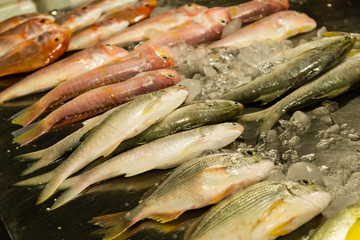 Fish at fresh fish market