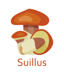 Edible mushrooms flat icon. Suillus. Vector illustration.