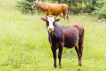 Obraz na płótnie Canvas Young calf in the pasture