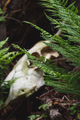 Green fern leaves