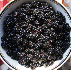 mulberry