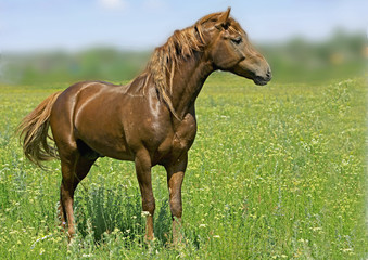 a large stallion with a brown coat grazing in the field