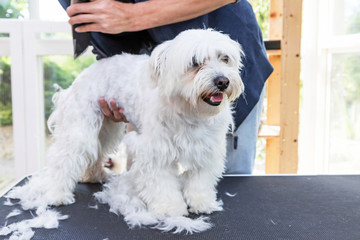 Standing white Maltese dog is groomed. The dog is standing on the grooming table and is looking...