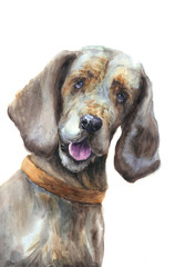 Fototapeta na wymiar Watercolor dog on white background