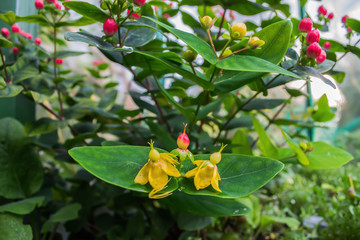 St John's wort - Hypericum Hidcote bush in the garden