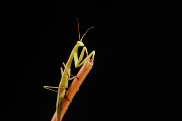 Praying mantis on a black background