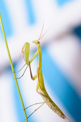 Praying mantis