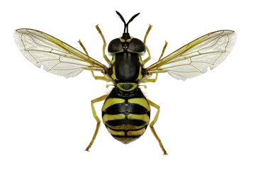 Hoverfly Chrysotoxum on white background  -  Chrysotoxum verralli (Collin, 1940)