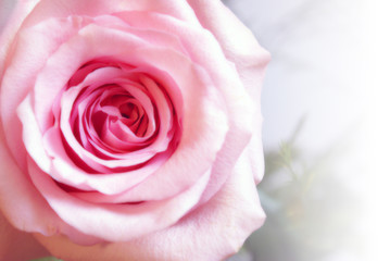 Fototapeta premium Pink Rose Closeup