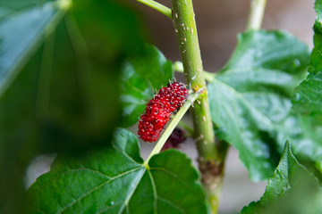 red unripe mulberry on the branch at the garden