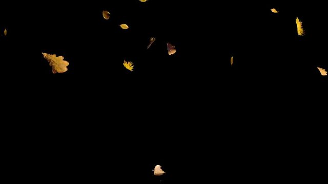 Falling autumn yellow leaves from top in slow motion, closeup wide view, looped animation, isolated on alpha channel with black white matte, perfect for digital composition, film video mapping