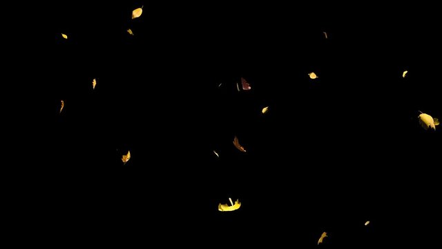 Falling autumn yellow leaves from top in slow motion, closeup wide view, looped animation, isolated on alpha channel with black white matte, perfect for digital composition, film video mapping