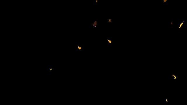 Falling autumn yellow leaves from top in slow motion, closeup wide view, with start and end, isolated on alpha channel with black white matte, perfect for digital composition, film video mapping