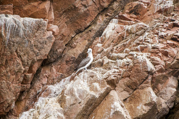 Seagull on Rock Iceland - The Ballestas Islands - Pisco - Peru