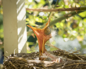 Robin Hatchling in a Nest