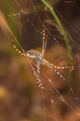 Spider in its web.