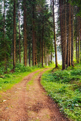 Beautyful pine forest landscape with dirt road