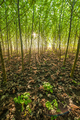 Fototapeta premium Young Green forest