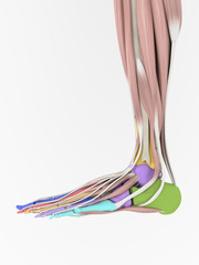 Anatomy foot bones and muscles. 3d illustration.