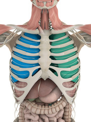 Anatomy color coded lungs inside rib cage. 3d illustration.