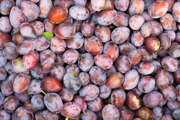 viele Zwetschgen nebeneinander