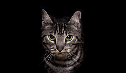 Katze im Portrait vor Schwarz als Freisteller