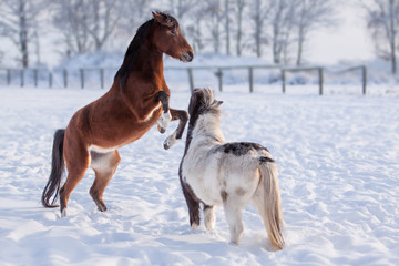 Naklejka na ściany i meble Pferde im Schnee