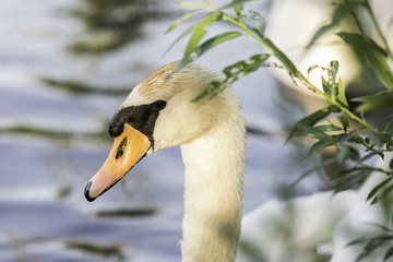 swan