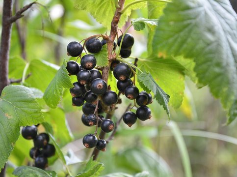 Black currant fruits