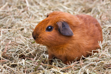 young guinea pig on the hay