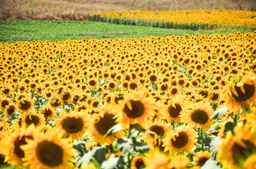Sunflowers Plantation Blooming Field
