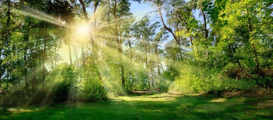 Fototapeta premium Sonnenschein im Wald