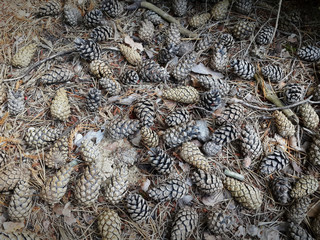 Spruce cones lie on the ground