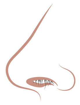 Human nose with nasal hair - illustration on white background.