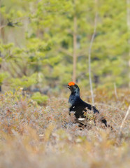 Male Black Grouse at swamp courting place early in the morning